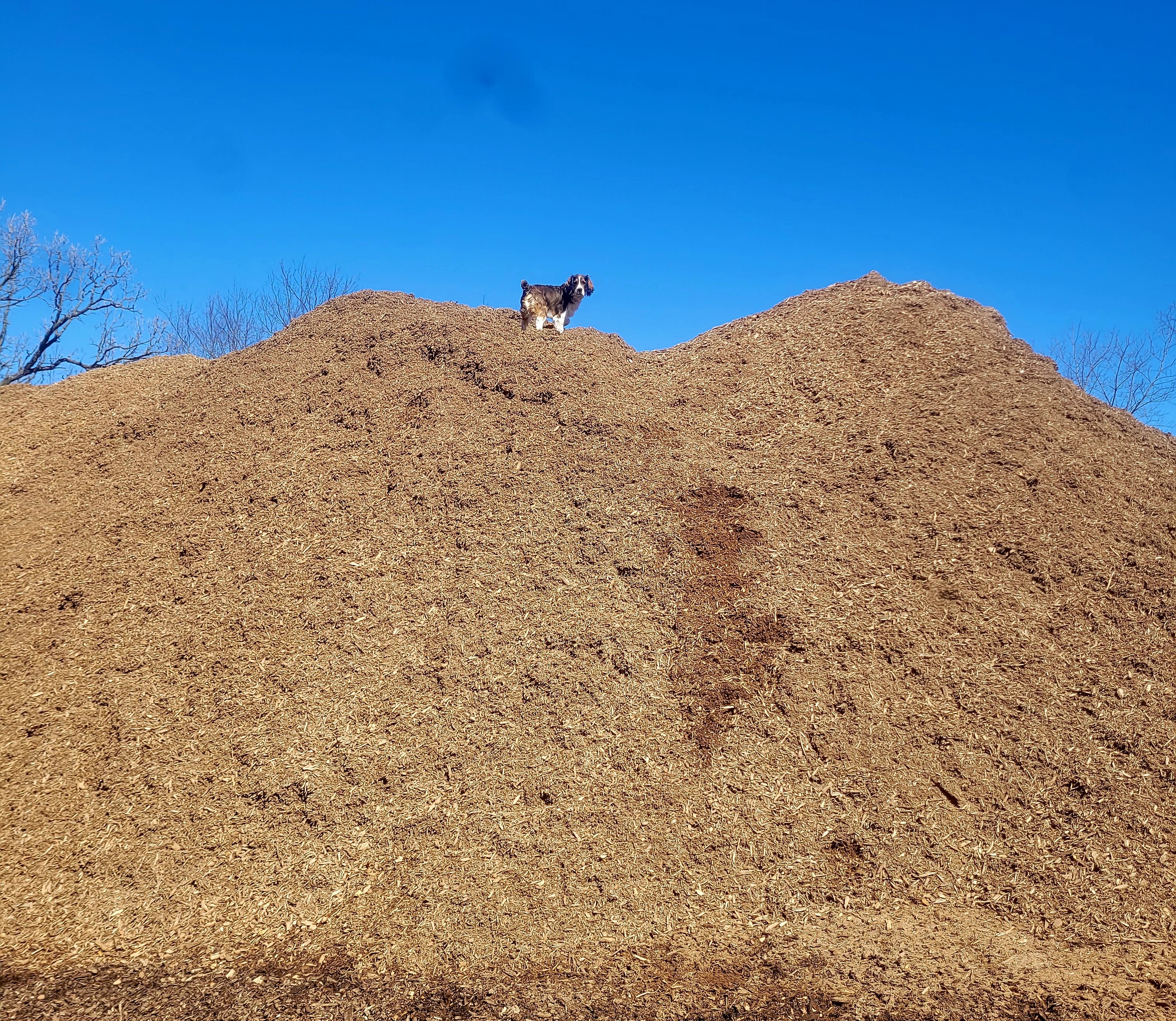 Natural Mulch