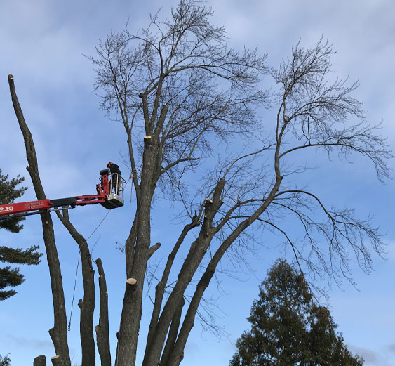 Removing Branches