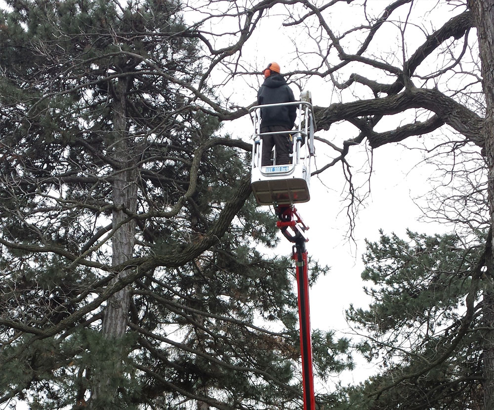 Tree Trimming
